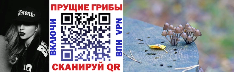 Псилоцибиновые грибы мицелий Горнозаводск